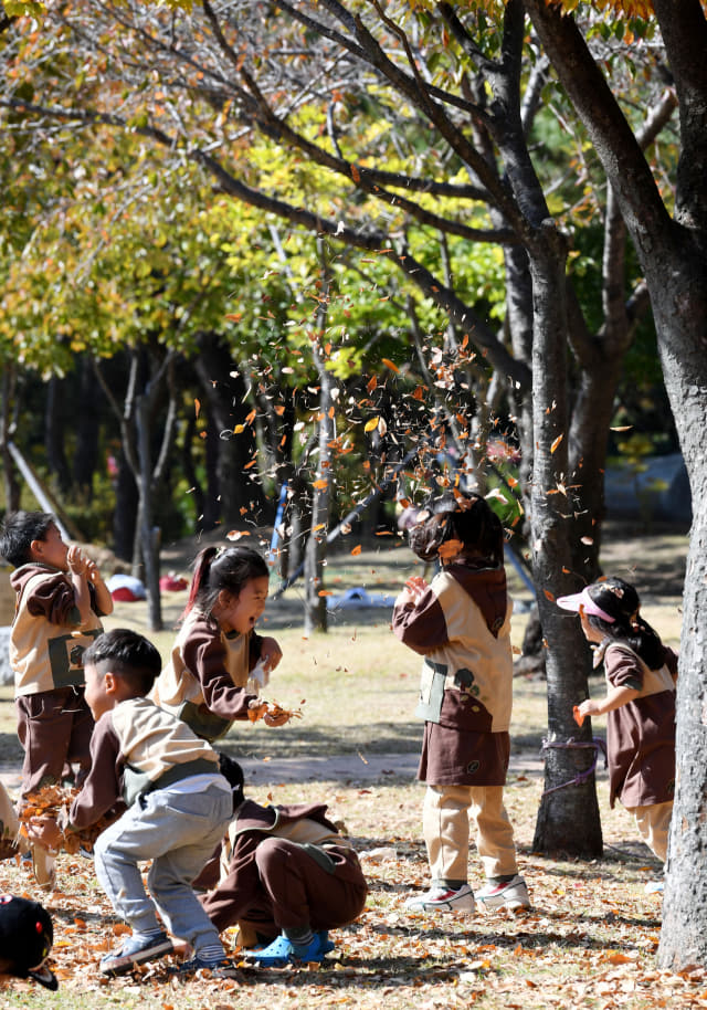 31일 창원시 의창구 용지문화공원을 찾은 어린이집 원생들이 노랗게 물들어가는 단풍나무 아래에서 떨어진 낙엽을 뿌리며 즐거운 시간을 보내고 있다./성승건 기자/