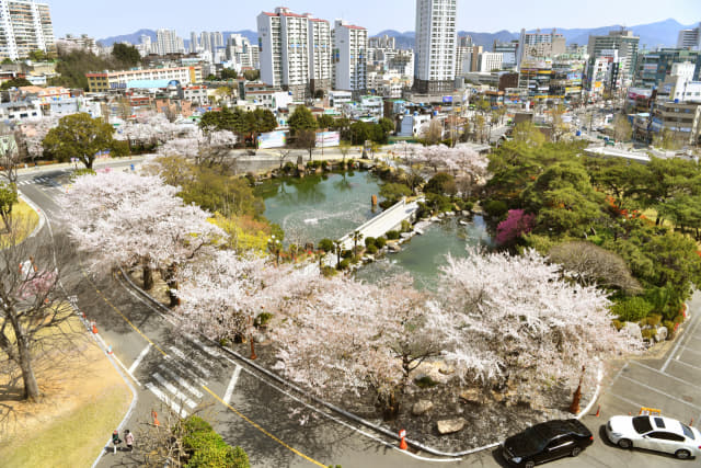 따뜻한 봄 날씨를 보인 2일 경남대 월영지 주변의 벚꽃이 만개해 환상적인 모습을 보이고 있다. 한국대학신문이 선정한 아름다운 대학 캠퍼스에 선정되기도 한 월영지는 ‘캠퍼스공원’으로 알려져 있다./전강용 기자/