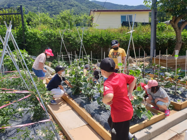 창원 감천초등학교 학생들이 학교텃밭 가꾸기로 기후환경교육을 하고 있다./감천초/