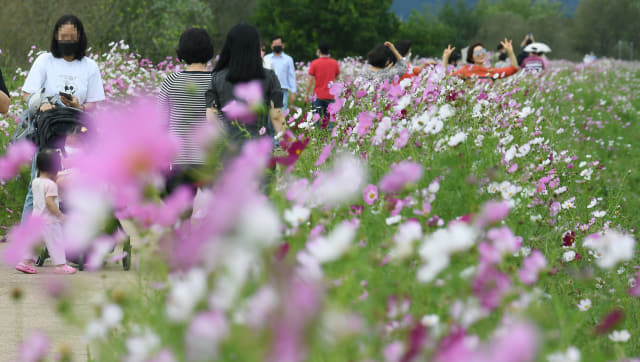 26일 오후 창원시 의창구 동읍 무점마을 코스모스길을 찾은 시민들이 꽃길을 걷고 있다./김승권 기자/