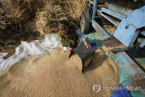 인도의 밀 생산 농가[AP 자료사진, 재판매 및 DB금지]