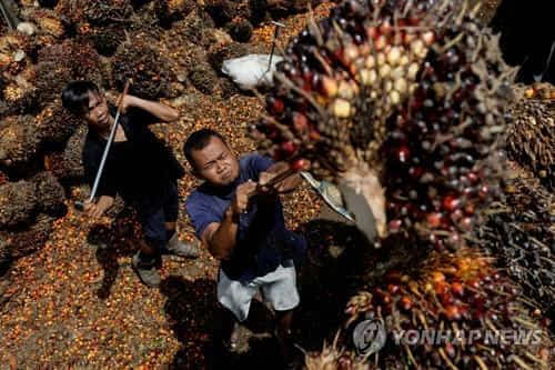 인도네시아의 팜열매 수확하는 농민[로이터 자료사진, 재판매 및 DB금지]