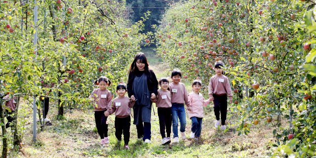 최근 포천에서는 어린이 교육 기관과 사과 농장이 연계한 체험 학습이 인기를 끌고 있다./경인일보/